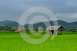 Asian rice fields and farmer hut in rainy season, cultivation in the Thailand country