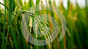 Asian rice or Rice fields or Rice plant or Oryza sativa