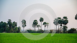 Asian rice or Rice fields or Rice plant or Oryza sativa