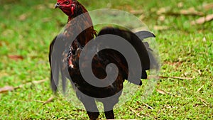 Asian rooster playing in the yard