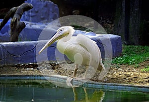 Asian Rossy Pelicans photo