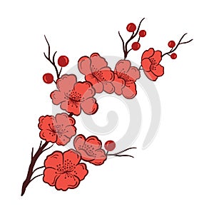 Asian sakura cherry blossom branch, minimalist simple flat vector illustration isolated on white background. Clip art