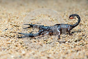 Asian Scorpions Forest on sand