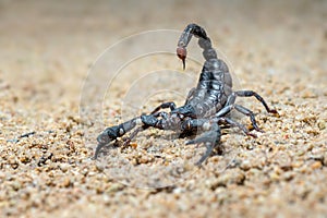 Asian Scorpions Forest on sand