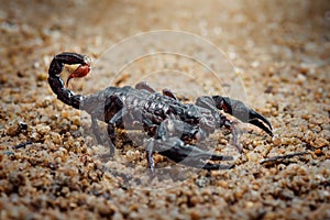 Asian Scorpions Forest on sand