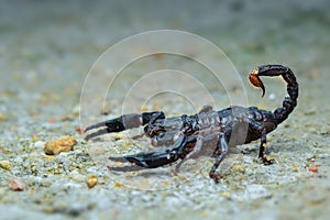 Asian scorpions forest on sand in tropical garden