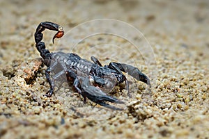 Asian scorpions forest on sand in tropical garden