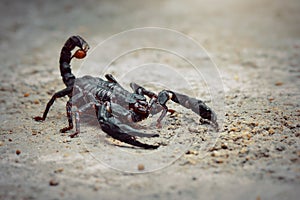 Asian scorpions forest on sands in tropical garden