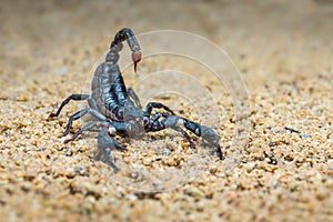 Asian scorpions forest on sands in tropical garden