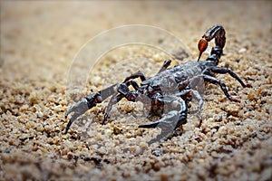 Asian scorpions forest on sands in tropical garden