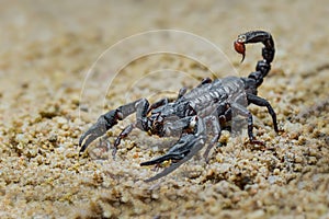 Asian scorpions forest on sands in tropical garden