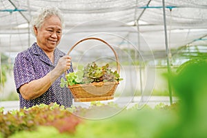 Asian senior lady holding green and red oak vegetable salad hygienic organic plant hydroponic cultivation tree garden farm