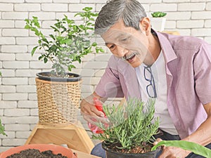 Asian senior  man sitting at table indoor with plant pots of housplants , taking care of houseplants , smiling happily while
