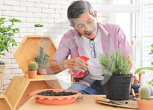 Asian senior  man sitting at table indoor with plant pots of housplants , taking care of houseplants , smiling happily while