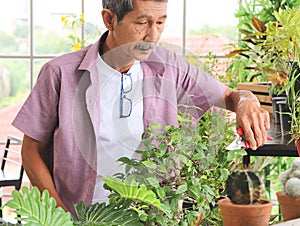 Asian senior  man standing at table indoor with plant pots of houseplants , taking care of houseplants , cutting dry branch of