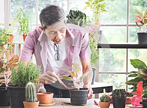 Asian senior  man standing at table indoor with plant pots of houseplants , taking care of houseplants.Gardening and elderly