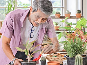 Asian senior  man standing at table indoor with plant pots of housplants , taking care of houseplants , smiling happily while