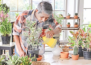 Asian senior  man standing  at table indoor with plant pots , taking care of houseplants , watering it with yellow watering can.