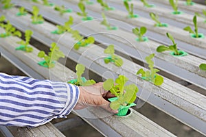 Asian senior woman farmer working in hydroponics vegetable farm