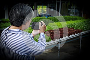 Asian senior woman farmer working in hydroponics vegetable farm