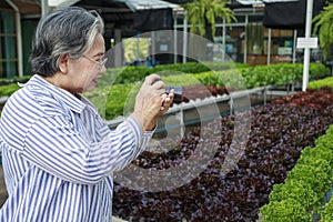 Asian senior woman farmer working in hydroponics vegetable farm