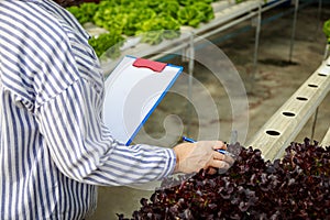 Asian senior woman farmer working in hydroponics vegetable farm