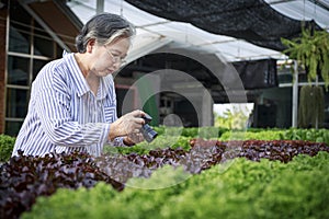 Asian senior woman farmer working in hydroponics vegetable farm