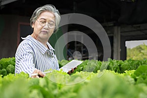 Asian senior woman farmer working in hydroponics vegetable farm