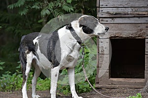 Asian Shepherd Dog