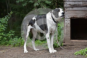 Asian Shepherd Dog