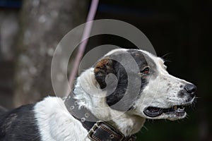 Asian Shepherd Dog