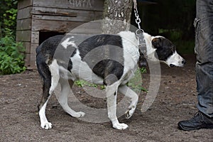 Asian Shepherd Dog