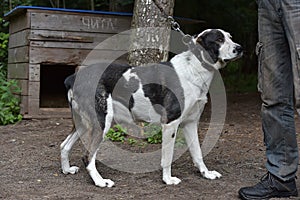 Asian Shepherd Dog