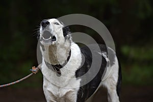 Asian Shepherd Dog