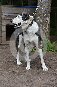 Asian Shepherd Dog