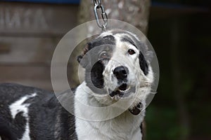 Asian Shepherd Dog