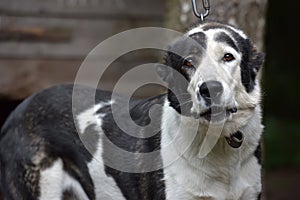 Asian Shepherd Dog