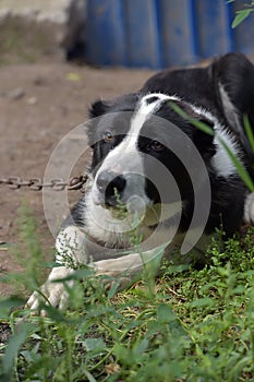 Asian Shepherd Dog