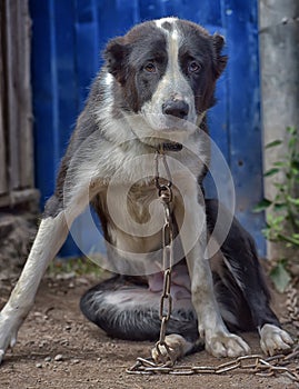 Asian Shepherd Dog