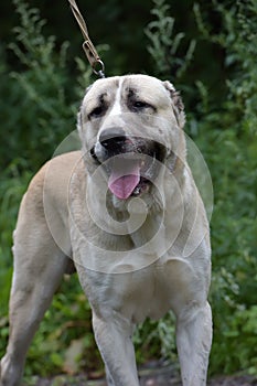 Asian Shepherd Dog