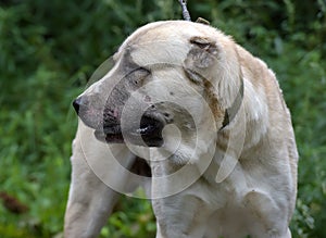 Asian Shepherd Dog