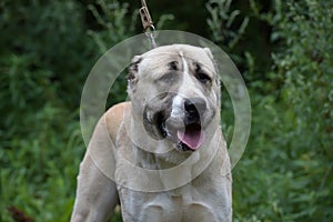 Asian Shepherd Dog