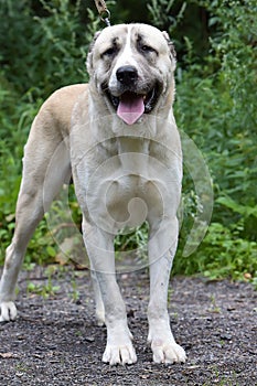 Asian Shepherd Dog