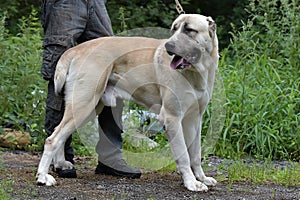 Asian Shepherd Dog