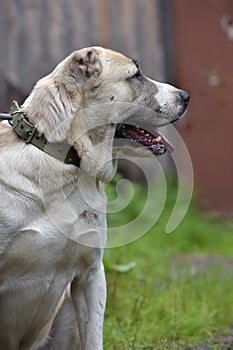 Asian Shepherd Dog