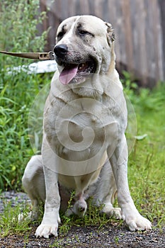 Asian Shepherd Dog