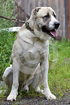 Asian Shepherd Dog