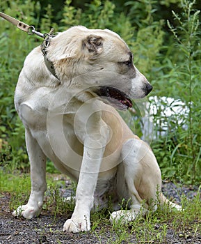 Asian Shepherd Dog