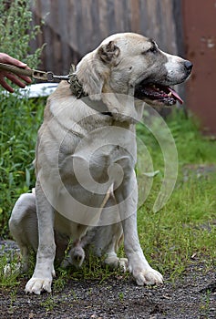 Asian Shepherd Dog