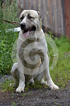 Asian Shepherd Dog